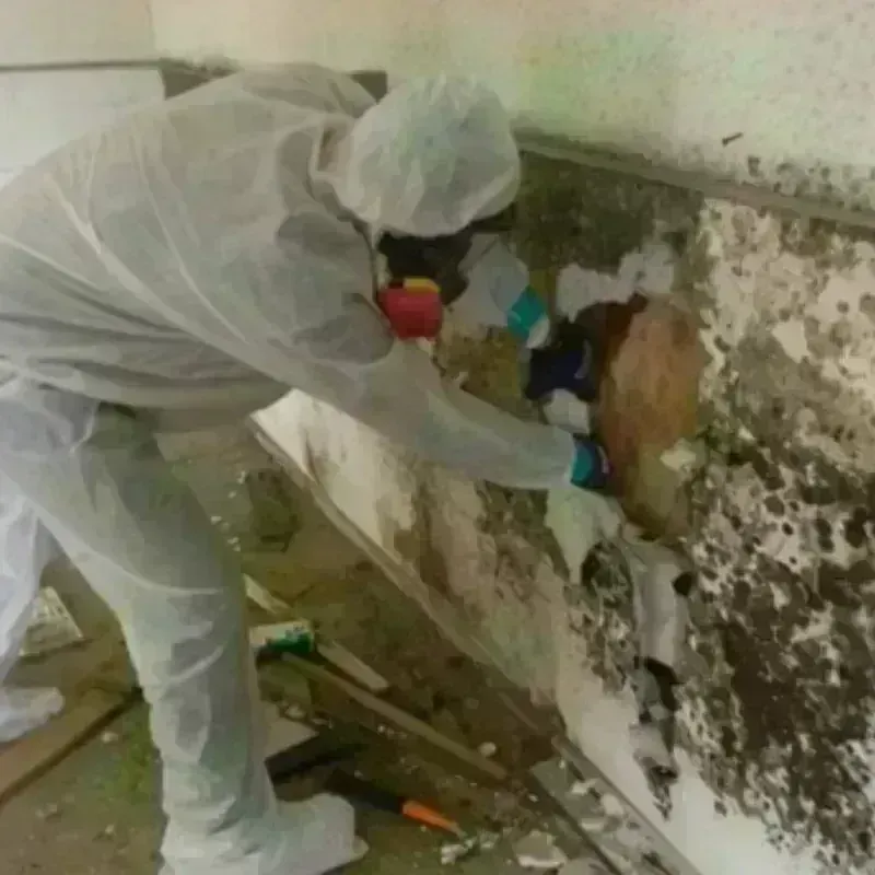 Mold Remediation and Removal in Tonkawa, OK